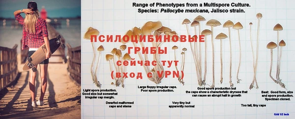 дмт Аркадак